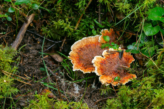 Orange spine, Hydnellum aurantiacum growing in natural environment