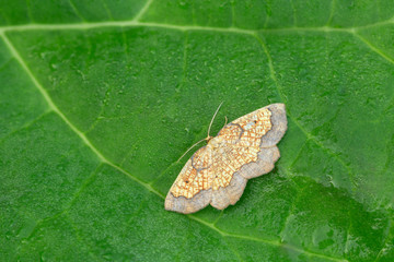 Dark bordered beauty, Epione vespertaria resting on leaf
