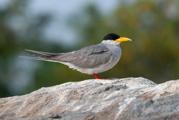 River Tern in Ranganathittu Bird Park,Mysore,Karnataka,India