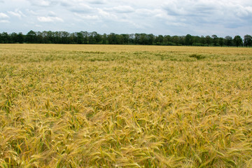 Barley of wheat golden yellow fields in europe