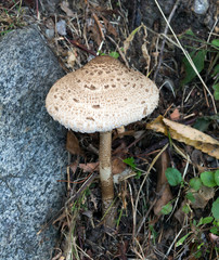 Picture of mushroom taken in Valtellina