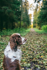 Dog bread English springer spaniel sits in autumn forest. Dog is alone from the back, sitting and waiting for the owner.