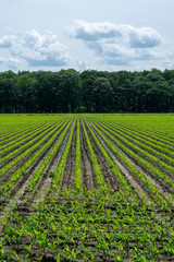 Fototapeta na wymiar Young corn mais plants growing on farming fields