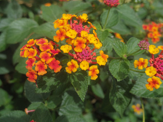 Close up of Lantana camara flowers