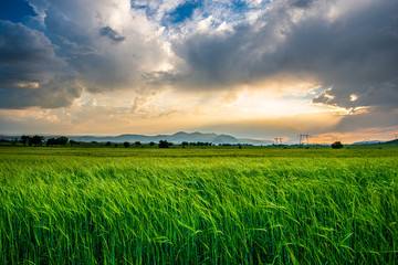 sunset over green field