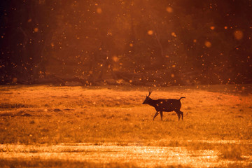 Sambhar Deer Drinking water in Waterhole at Ranthambhore National Park,Rajasthan,India,Asia