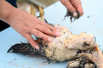 Plucking the slaughter chicken by hand for further cooking