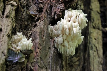 Ästiger Stachelbart (Hericium coralloides)