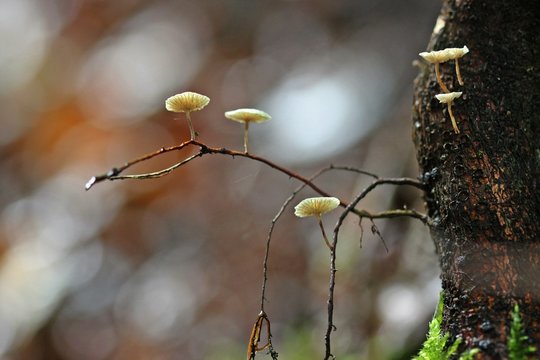 &Auml;stchen-Schwindling (Marasmiellus ramealis)