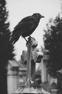 un corbeau sur une croix dans un cimeti&egrave;re sc&egrave;ne d'horreur et de mort