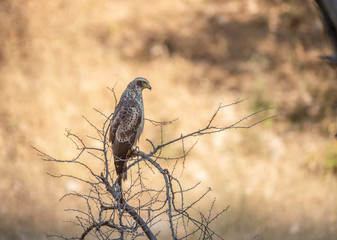 Juvenile Eagle  at Ranthambhore National Park,Rajasthan,India,Asia
