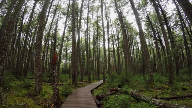 Trekking in the Forest of Kejimkujik National Park Nova Scotia Canada