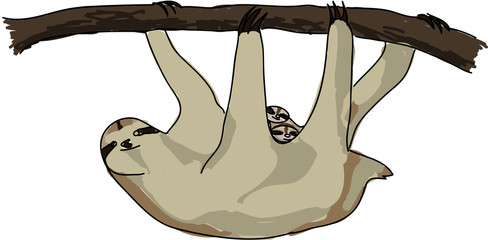 sloth © Viktoriya