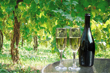 prosecco wine bottle and glasses on table in vineyard