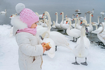 Cute girl child feeds swan. Baby with bread in hand at swans lake in winter