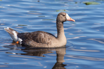 Naklejka na ściany i meble The greylag goose (Anser anser) is a species of large goose in the waterfowl family Anatidae swimming the Burnaby Lake along the shorline in Canada.