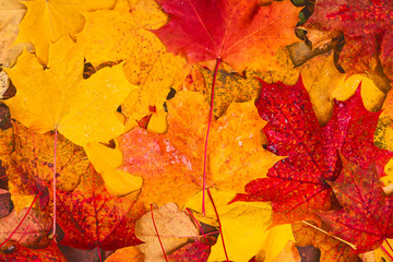 Background and texture made of colored red and yellow wet autumn maple leaves. Golden autumn mood. Copy space