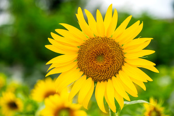 The Sunflower Bloom in the morning, in the fresh air, feel the freshness    