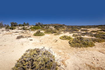 Chrissy island scenery on a sunny summer day with dry trees, white sand and blue clear sky. © Eugene_Photo