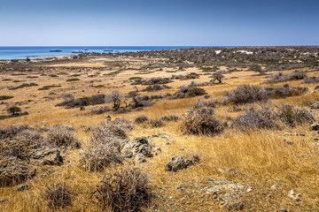 Chrissy island scenery on a sunny summer day with dry trees, brown soil and blue clear sky with haze. © Eugene_Photo