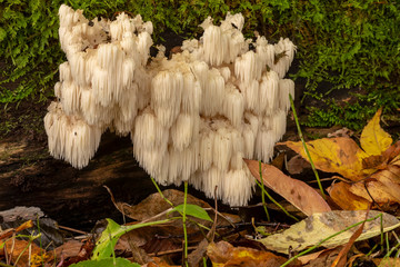  lion's mane  (Hericium erinaceus )also called  monkey head mushroom, bearded tooth mushroom, satyr's beard, bearded hedgehog mushroom, pom pom mushroom, or bearded tooth fungus © Denny