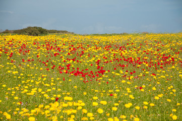 Daisies and poppies in pasture