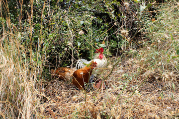 Galline ruspanti