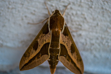 butterfly on leaf