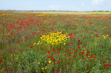 Wild colorful flowers