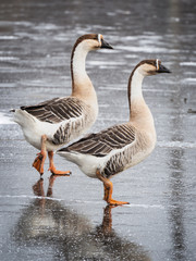 Naklejka na ściany i meble Swan goose (Anser cygnoides) on frozen lake