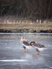 Swan goose (Anser cygnoides) on frozen lake, cleaning feather