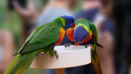 Feeding parrots is an art. Isn't it?
