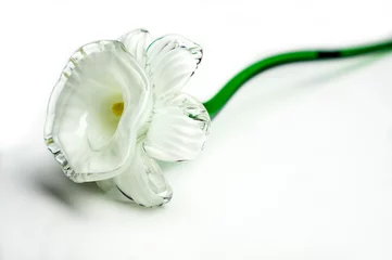 Fensteraufkleber Glass narcissi daffodil flowe close up on white background © Bernadett