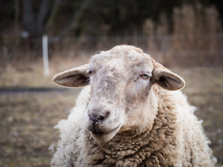 Detail of a sheep on pasture in cold winter time