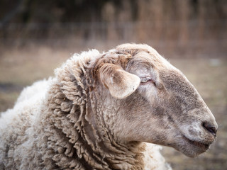 Detail of a sheep on pasture in cold winter time