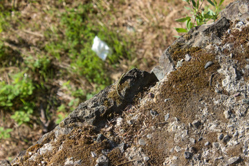Lucertola sulla roccia