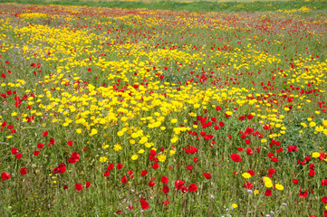 Daisies and poppies in pasture