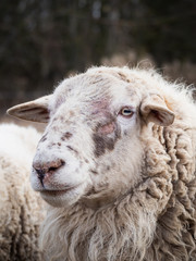 Detail of a sheep on pasture in cold winter time