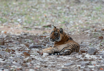 Tiger Noors Cubs  at Ranthambhore National Park,Rajasthan,India,Asia