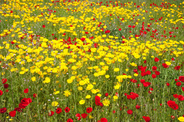 Daisies and poppies in pasture