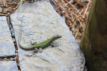 Lucertola verde e nera