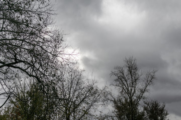 Obraz na płótnie Canvas Silhouettes of trees on a background of cloudy sky
