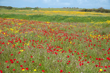 Wild Blossoms of Savyons and Poppies in Nature