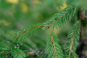 Closeup spruce branch on blurred natural background