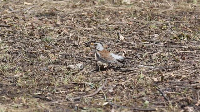 Thrush Fieldfare (Turdus pilaris) found a worm in a young spring grass