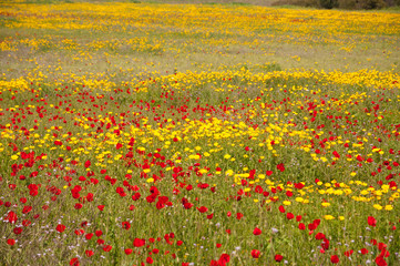 Daisies and poppies in pasture