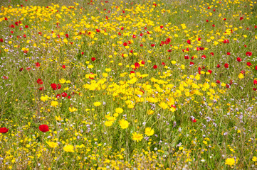 Fototapeta premium Field of wild flowers of poppies, anemones and Daisies