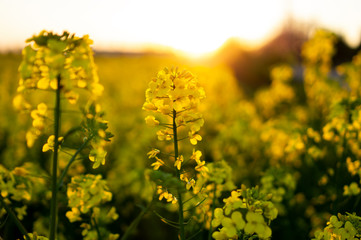 close up flowering rapeseed canola or colza in latin Brassica Napus, plant for green energy and oil...