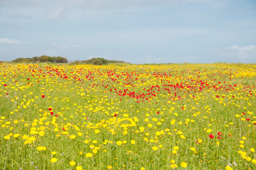 Field of wild flowers of poppies, anemones and Daisies