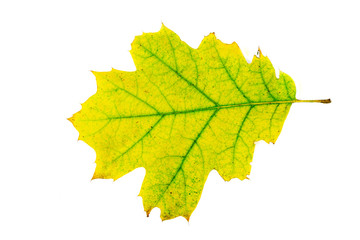 Yellow and green real oak tree autumn fall leaf isolated on white background.